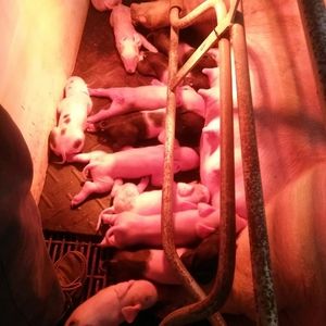 Meet your Posher, Jodi